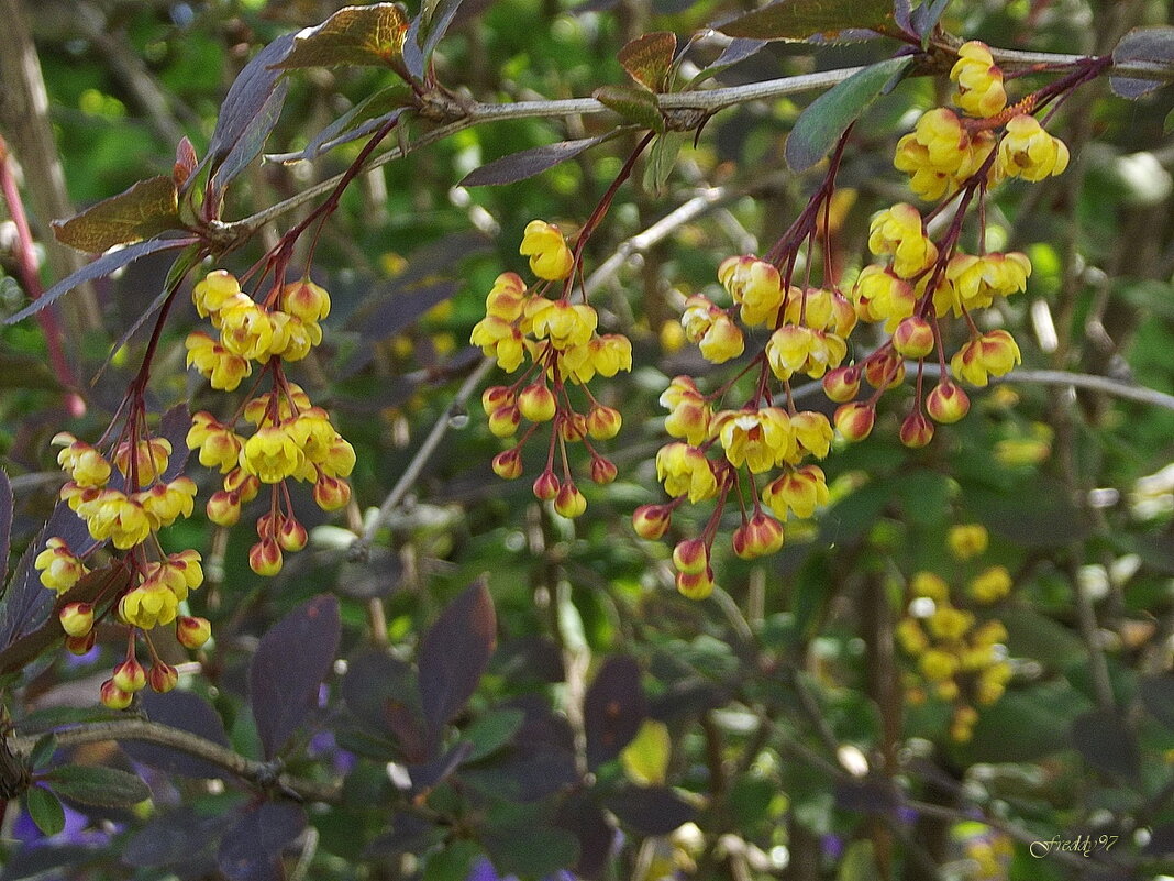 Барбарис - Freddy 97