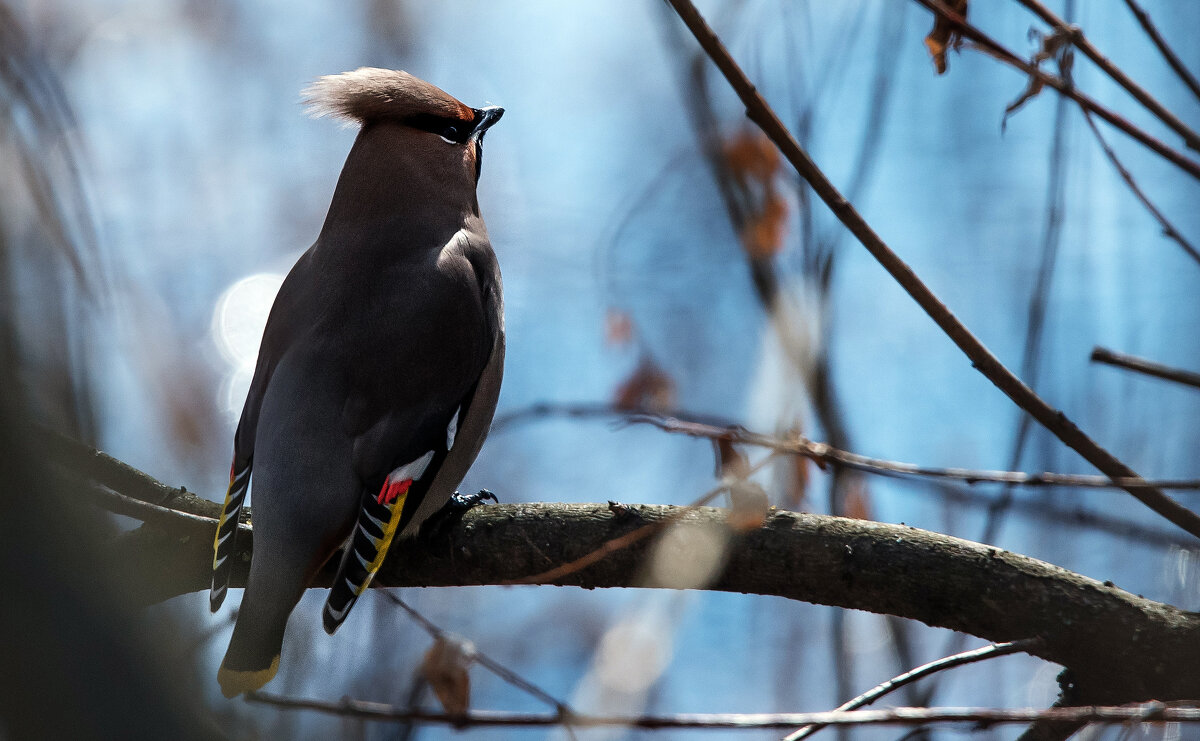 Свиристель. - Владимир Безбородов