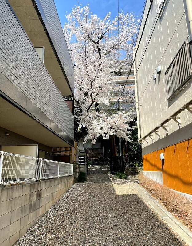 В Токио - Елена В Токио - Елена