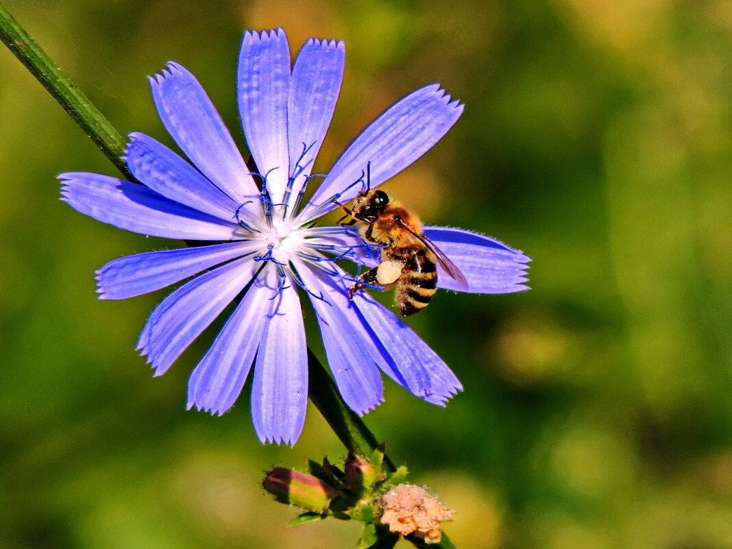 Цикорий и пчела. - Татьяна Нефедьева. Цикорий и пчела. - Татьяна Нефедьева.