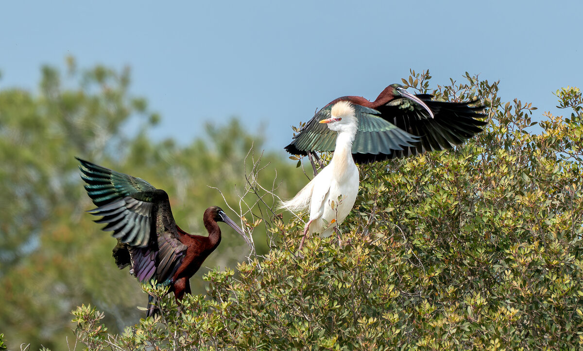 Albufera.03.2025 - Viktor Makarov