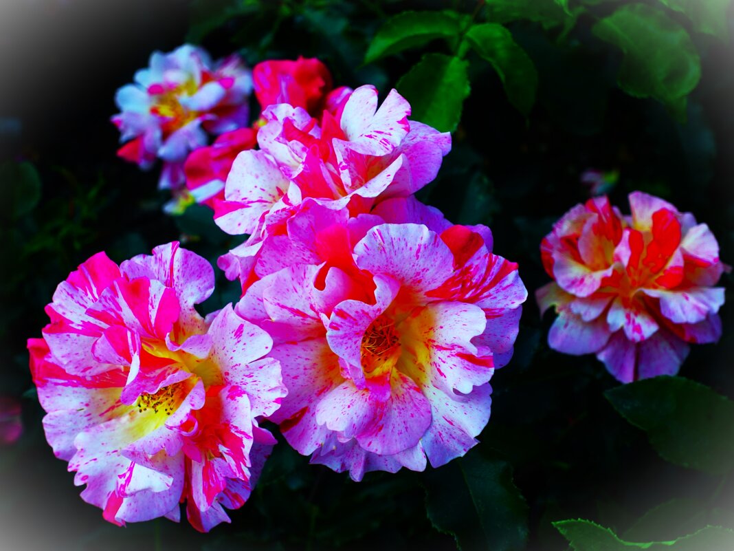 Пёстрые молодые розочки ботанического сада - Aida10 Пёстрые молодые розочки ботанического сада - Aida10