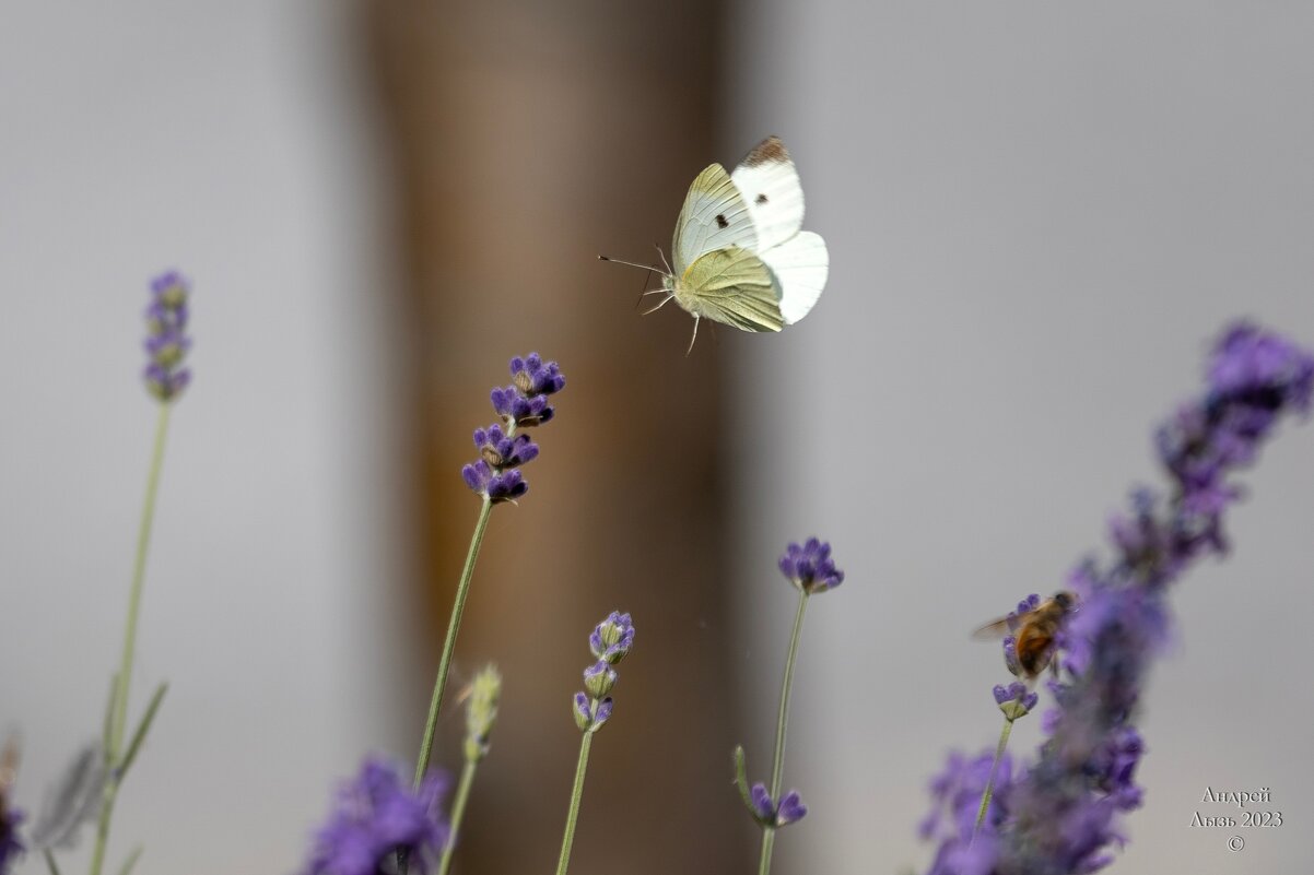 Тест Canon EF 100-400 - Андрей Lyz Тест Canon EF 100-400 - Андрей Lyz