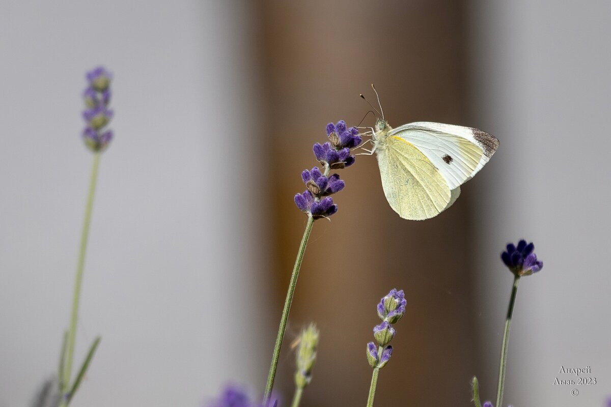 Тест Canon EF 100-400 - Андрей Lyz Тест Canon EF 100-400 - Андрей Lyz
