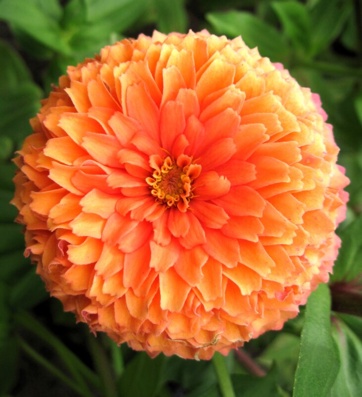 Оранжевое чудо! - Ирина *** Оранжевое чудо! - Ирина ***