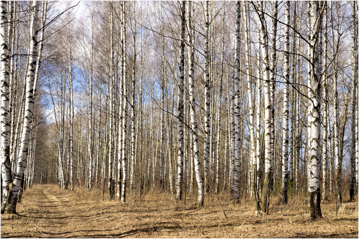 Картинка апреля - Валентин Котляров Картинка апреля - Валентин Котляров