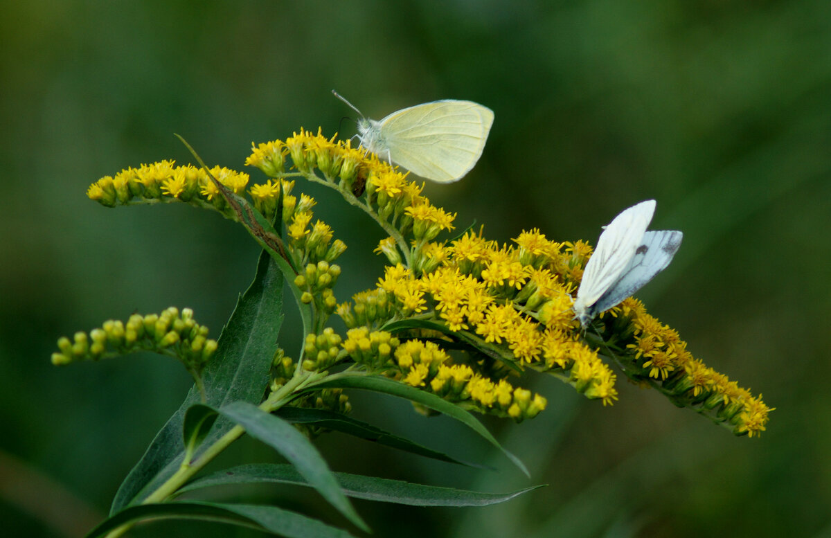 опять про бабочек 11 - Александр Прокудин