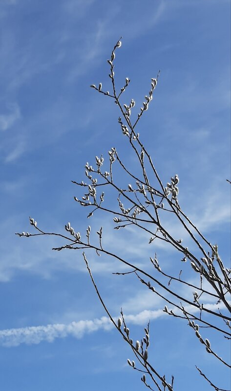 Вербное воскресенье - Наталья Герасимова Вербное воскресенье - Наталья Герасимова