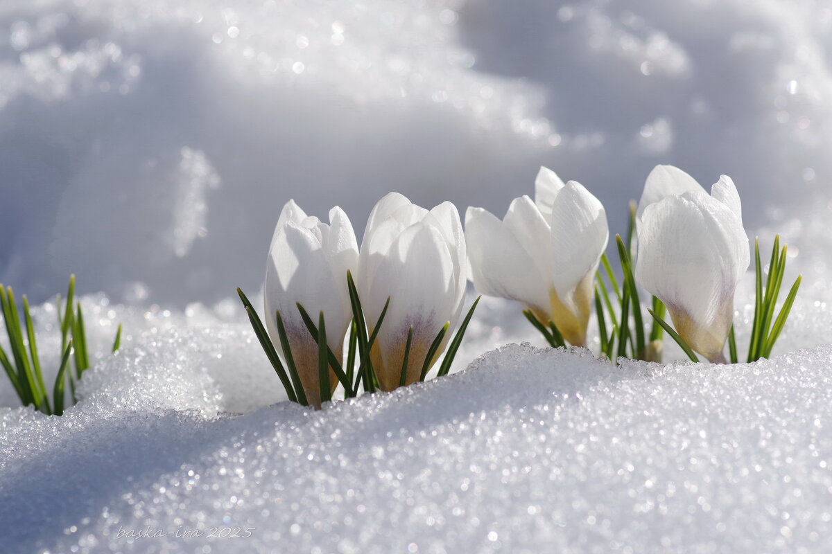 Апрельская белоснежность - Ирина Баскакова Апрельская белоснежность - Ирина Баскакова