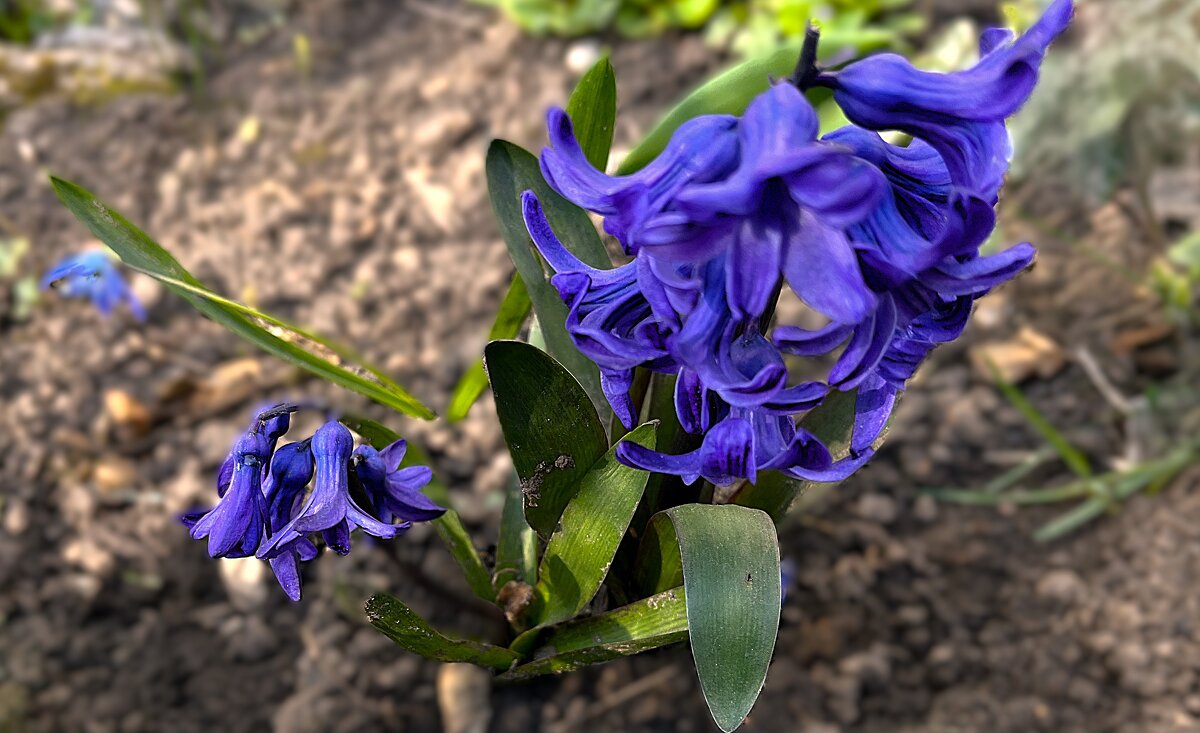 ***тянется к свету и теплу гиацинт*** - Olga Oskolkova ***тянется к свету и теплу гиацинт*** - Olga Oskolkova