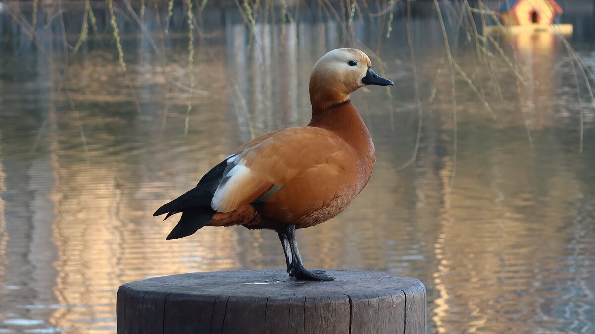 Огарь - Дмитрий И_ Огарь - Дмитрий И_