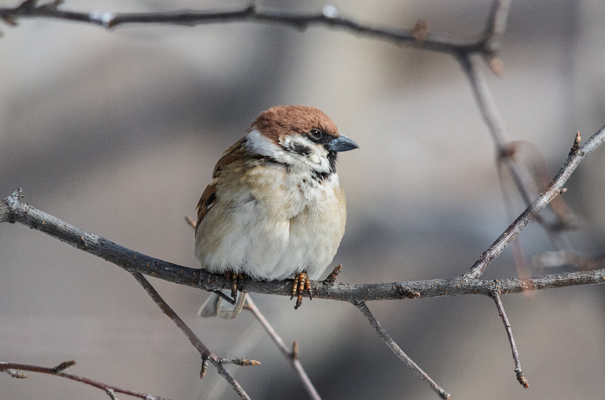 В ожидании весны. - Виктор Иванович Чернюк В ожидании весны. - Виктор Иванович Чернюк