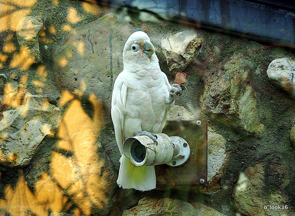 кто за кем наблюдает - Олег Лукьянов