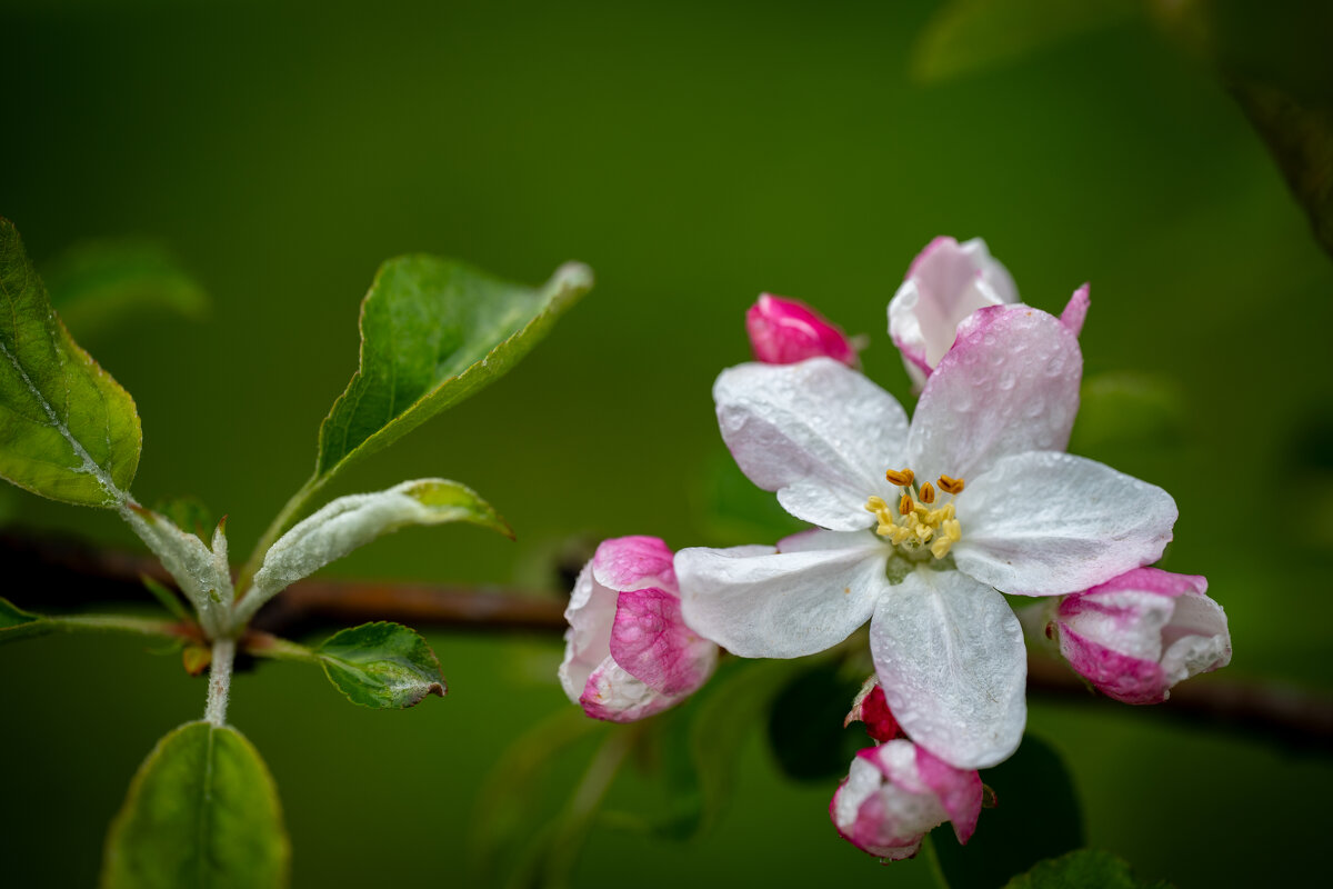 Яблонька... - Referee (Дмитрий) Яблонька... - Referee (Дмитрий)
