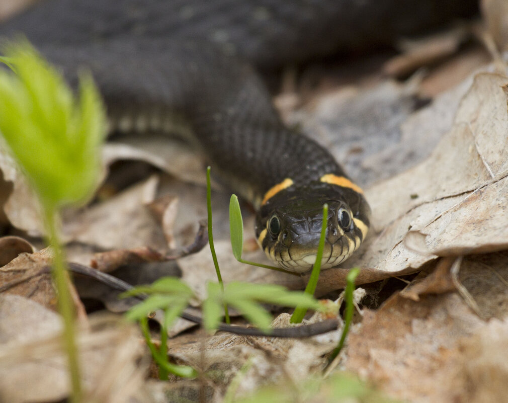 Позирование - Олег Денисов Позирование - Олег Денисов
