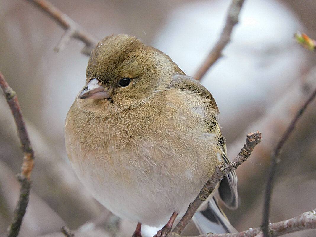 Самка зяблика - Лина Самка зяблика - Лина