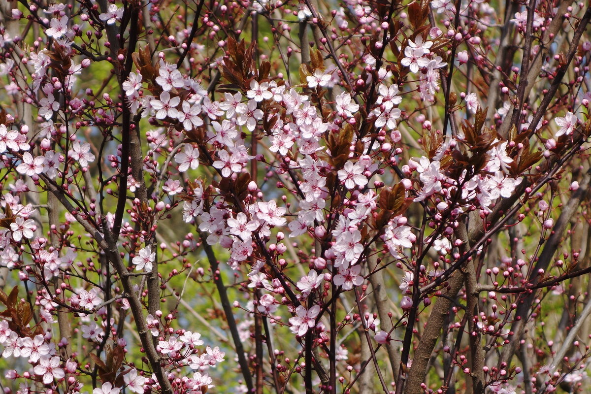 Апрельское цветение - Рита Симонова Апрельское цветение - Рита Симонова