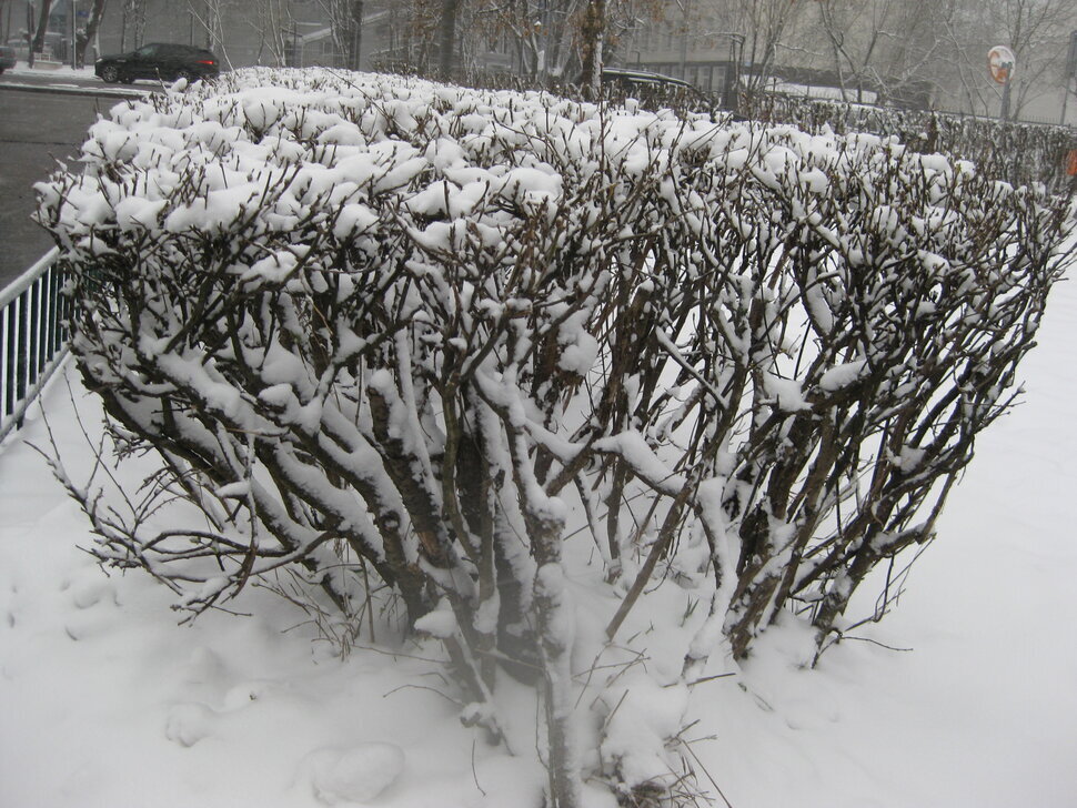 Снег в апреле. Год 2025 - Дмитрий Никитин