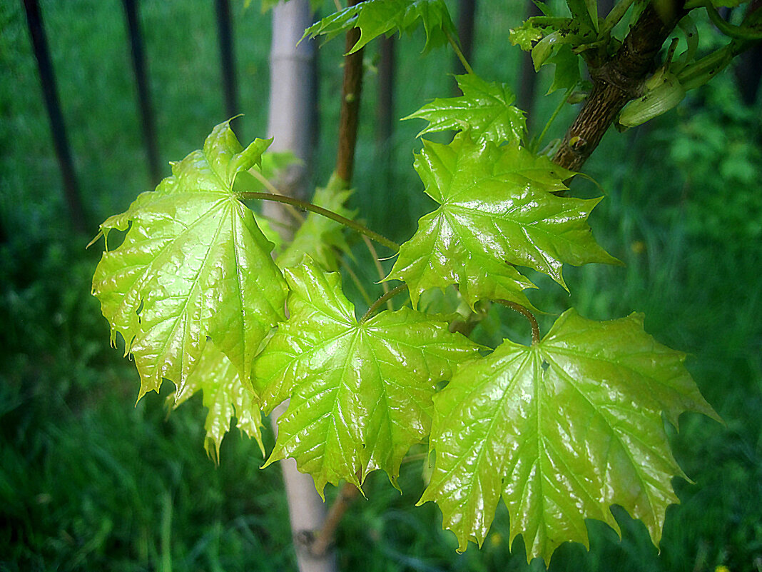 Первые... - Елена Семигина Первые... - Елена Семигина