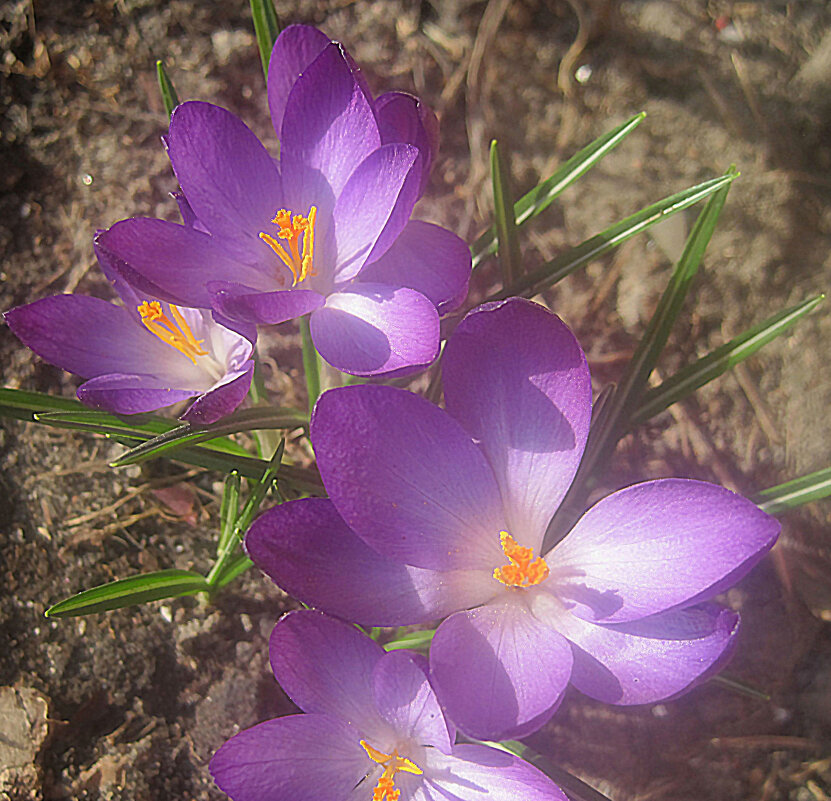 Весенние - Елена Семигина