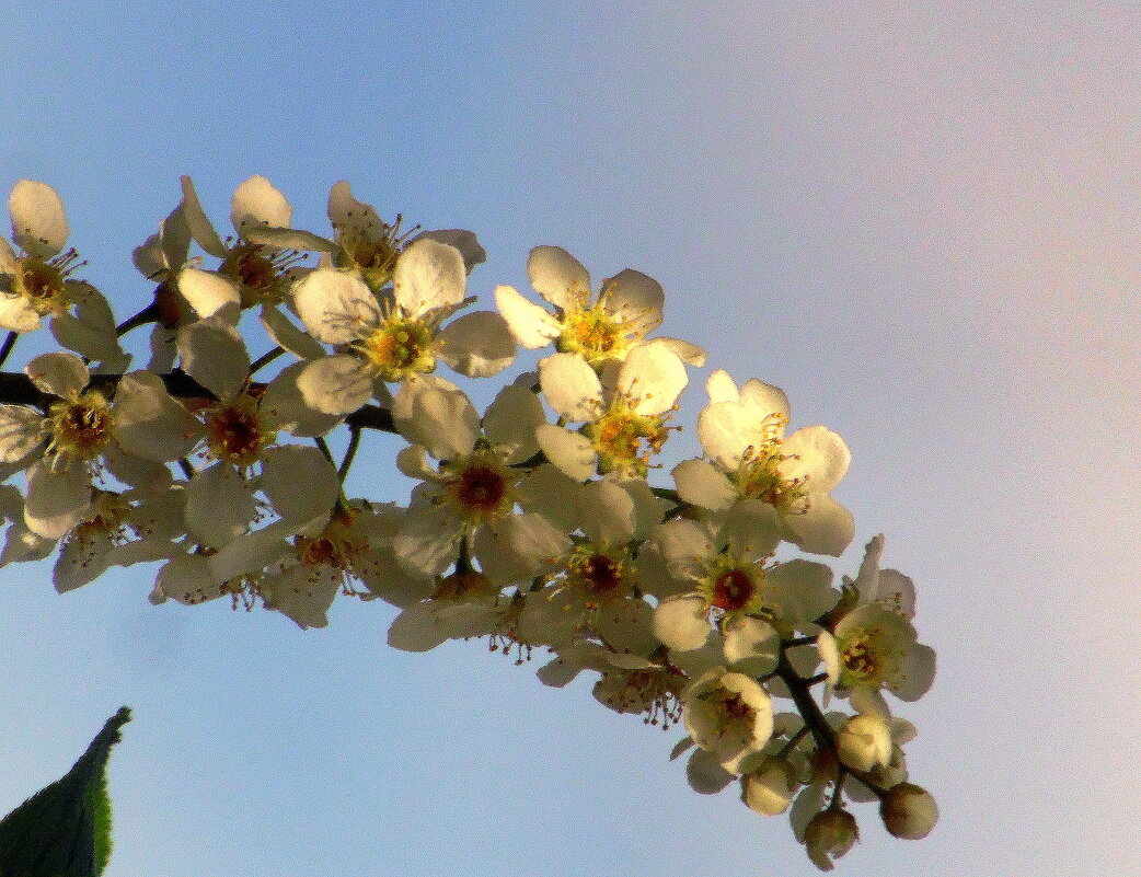 Черёмухи белая гроздь. - nadyasilyuk Вознюк Черёмухи белая гроздь. - nadyasilyuk Вознюк