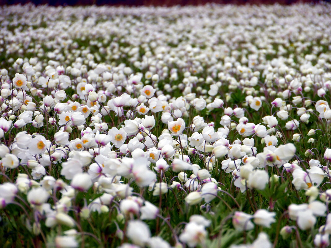 Цветущий май 2024-го. - nadyasilyuk Вознюк Цветущий май 2024-го. - nadyasilyuk Вознюк