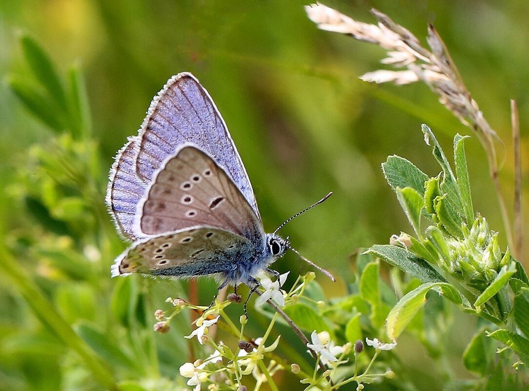 Голубянка - ZNatasha - Голубянка - ZNatasha -