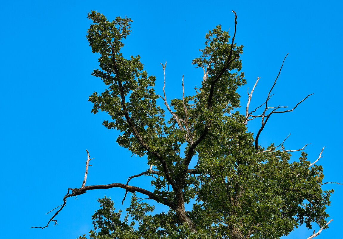 Корона - Genych Bartkus
