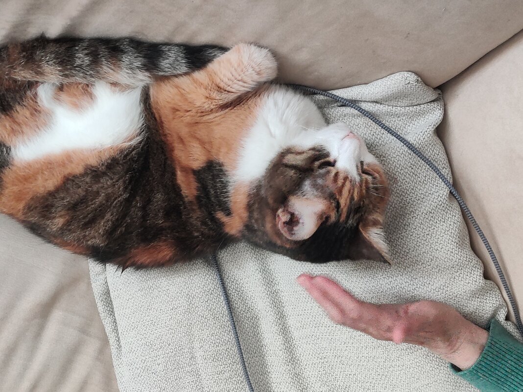 Обиделась Кети на меня, но дала погладить. - Светлана Хращевская Обиделась Кети на меня, но дала погладить. - Светлана Хращевская