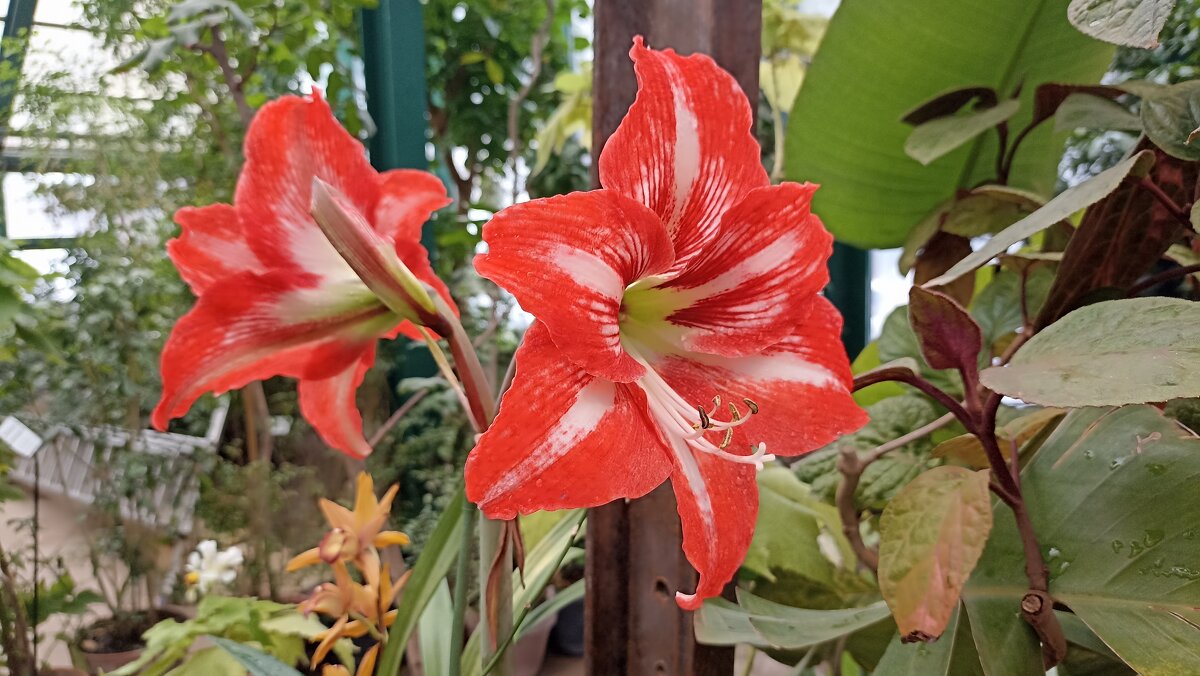В Аптекарском огороде - Татьяна Тюменка В Аптекарском огороде - Татьяна Тюменка