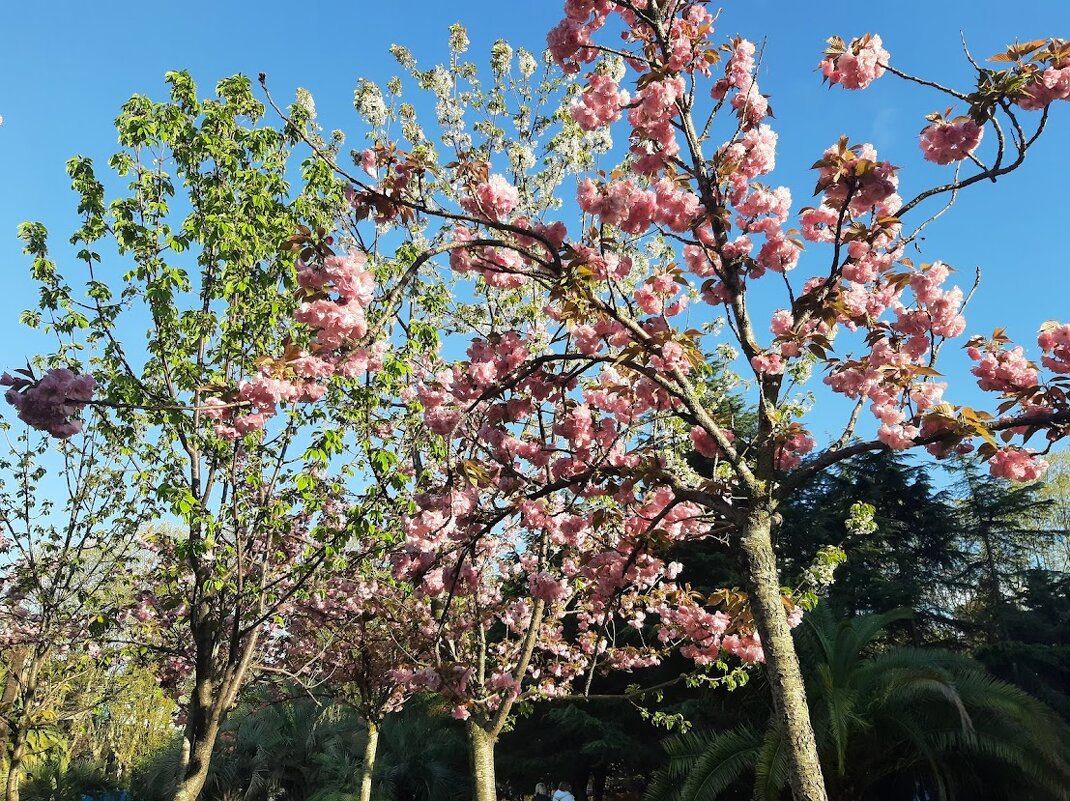 Черешневый лес. Апрель 2025 Сочи - Tata Wolf