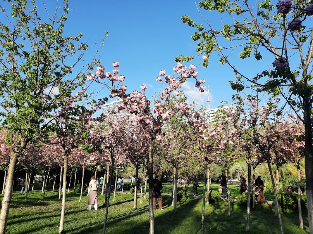 Черешневый лес. Апрель 2025 Сочи - Tata Wolf