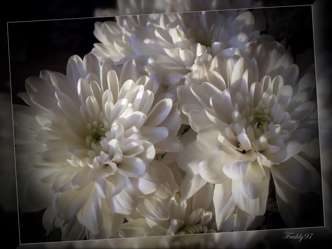 Хризантемы - Freddy 97