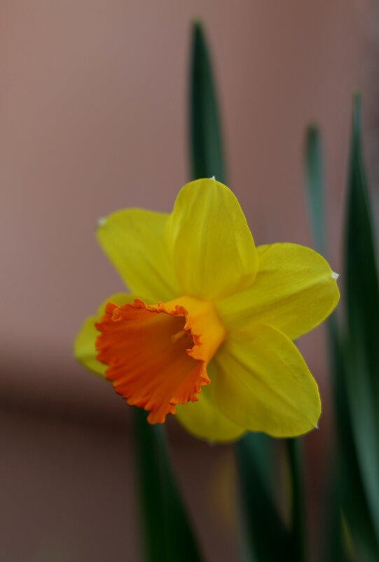 Разноцветный - Александр Кондаков Разноцветный - Александр Кондаков