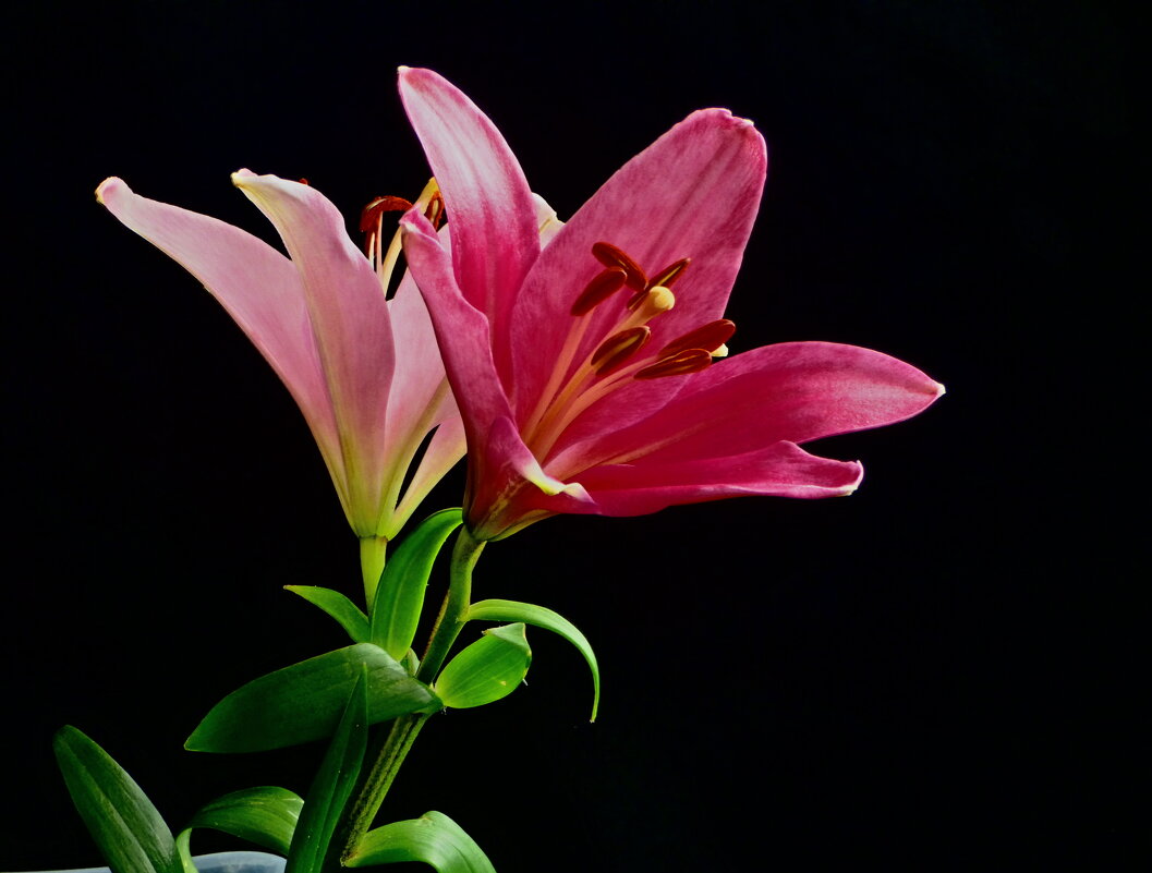 ЛИЛИИ В АПРЕЛЕ - Елена Куприянова ЛИЛИИ В АПРЕЛЕ - Елена Куприянова