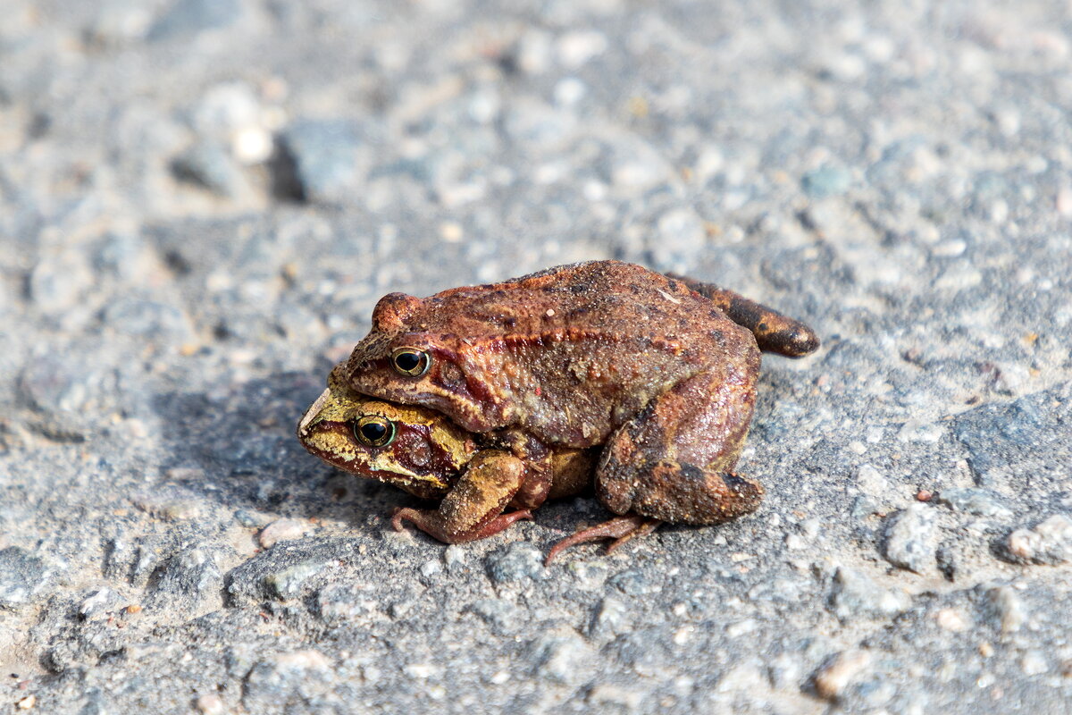 Любовь на дороге. - Анатолий. Chesnavik.