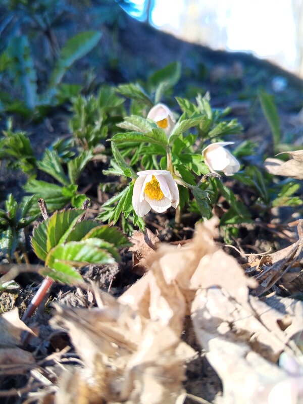 Ветреница - Сапсан 