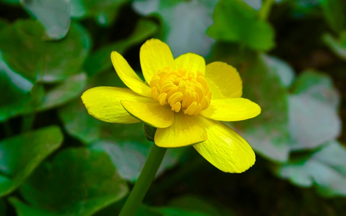 Цветы на городских клумбах. - Милешкин Владимир Алексеевич Цветы на городских клумбах. - Милешкин Владимир Алексеевич