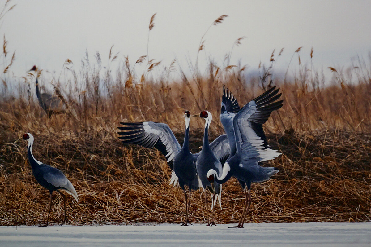 " Танцы даурских журавлей" - Ольга " Танцы даурских журавлей" - Ольга