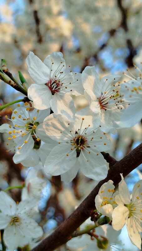 Слива - Татьяна Евдокимова