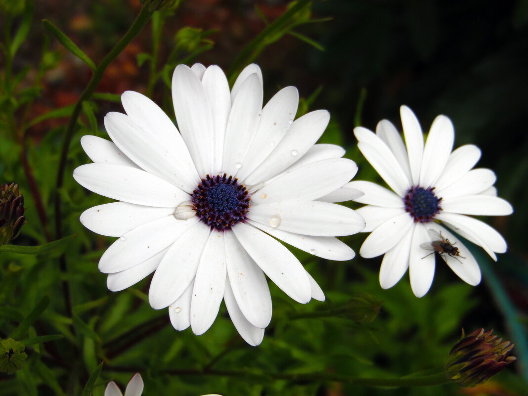 Капская ромашка. - nadyasilyuk Вознюк