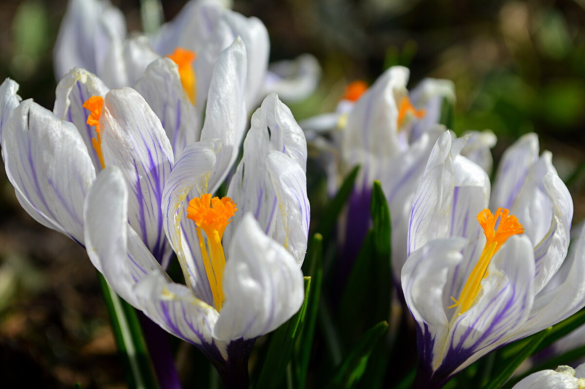 Мой любимый сорт крокусов - Татьяна Лютаева Мой любимый сорт крокусов - Татьяна Лютаева