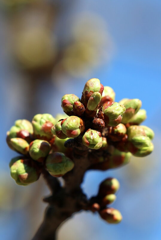 Будут яблочки... - Александр Кондаков Будут яблочки... - Александр Кондаков