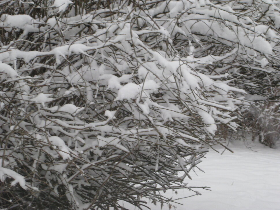 Апрельский снег. Год 2025 - Дмитрий Никитин Апрельский снег. Год 2025 - Дмитрий Никитин