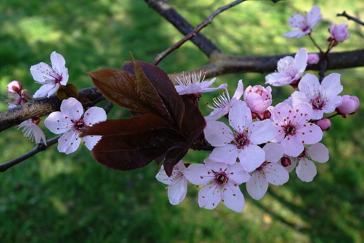 Апрельское цветение - Рита Симонова