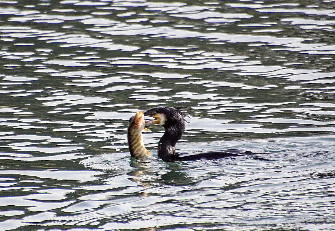 ***** - Андроник Александр 