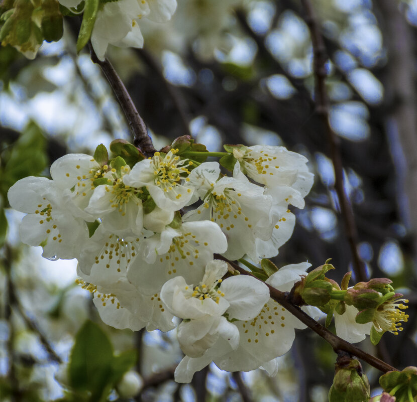 Вишня  цветёт - Валентин Семчишин