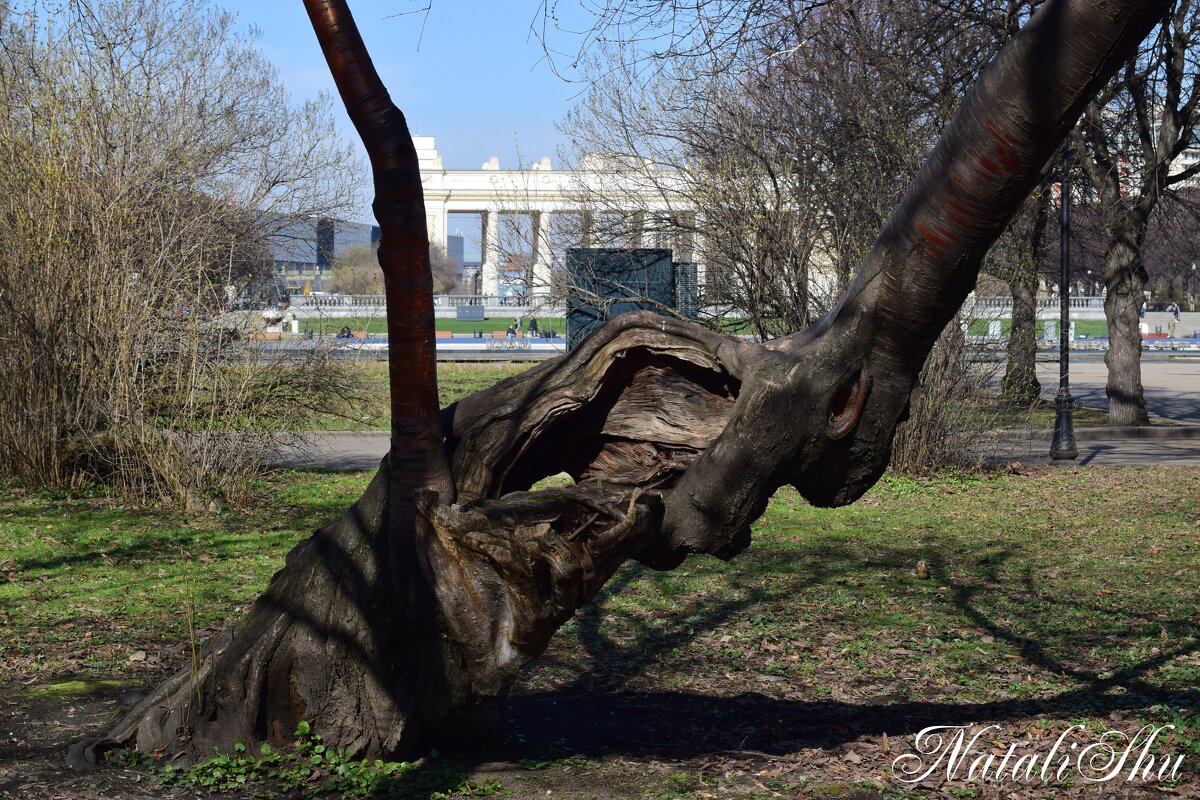 Древнее. - Наталья Вязигина