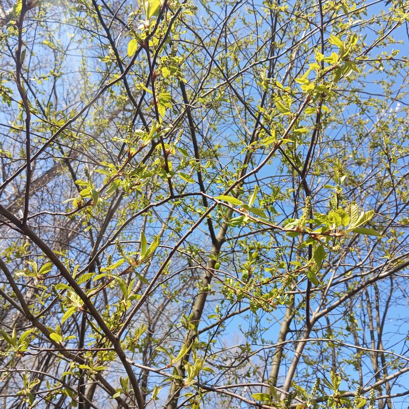 Весеннее небо - Елена Семигина