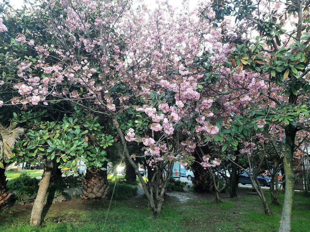 «Черешневый лес» - Tata Wolf «Черешневый лес» - Tata Wolf